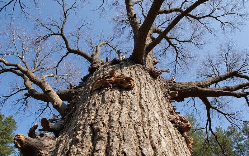 Dead branches visible in tree crown showing signs of decline and need for removal assessment by certified arborist